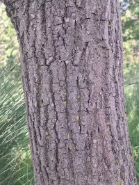 Eiken [Quercus]